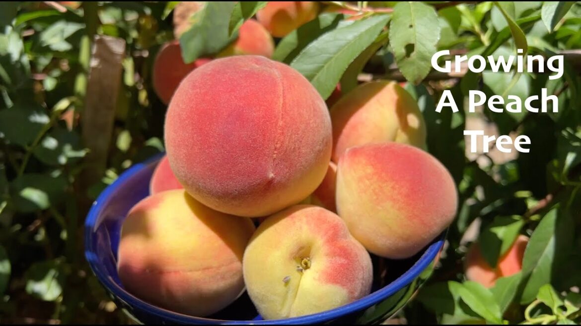 Gardening for Beginners | What to Grow in the Garden? | A Peach Tree #gardening #harvest