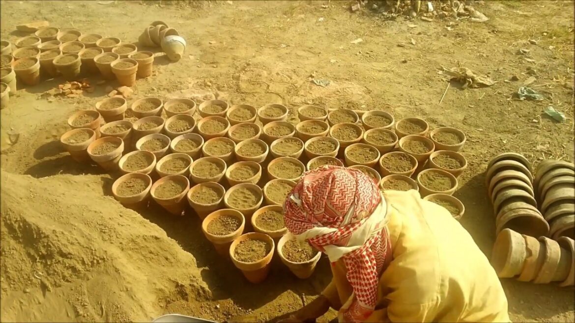 13 – How to Fill Pot with soil for seedling – Winter Flower with Update 13 - How to Fill Pot with soil for seedling - Winter Flower with Update