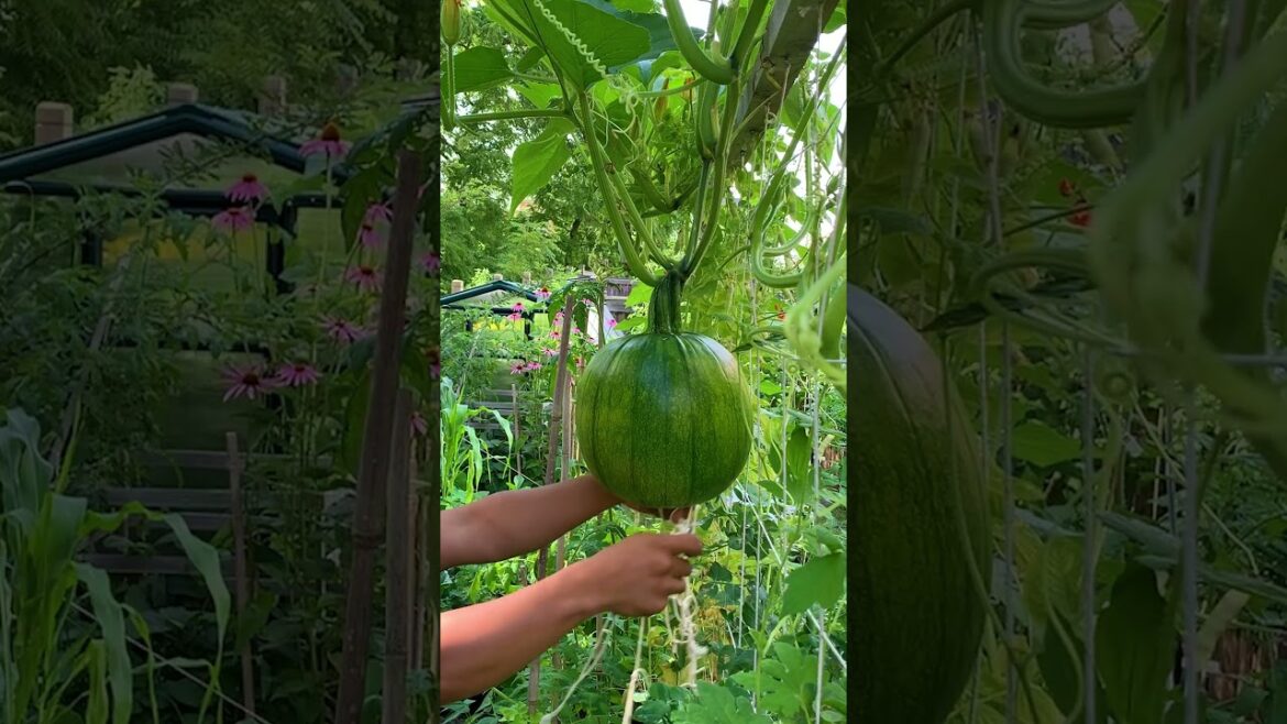 unknown variety, just waiting to ripen. Until then, I will continue to provide support and care