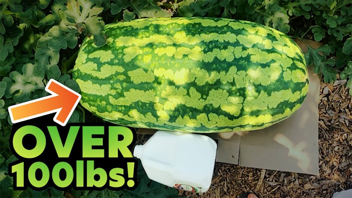 This Watermelon is Over 100 POUNDS and Still Growing! ๐ฎ This Watermelon is Over 100 POUNDS and Still Growing! ๐ฎ