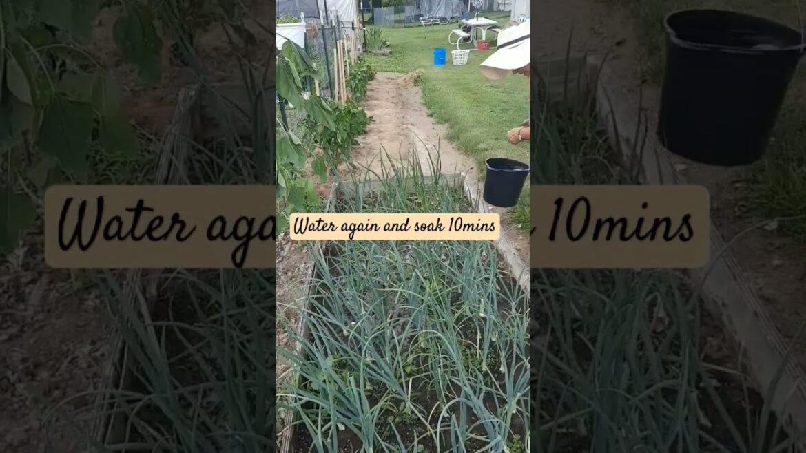 Easy way to pull weeds/#garden tips/ #homesteader