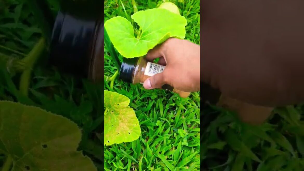 Cayenne Pepper keeps Pests and Animals away from your garden! #gardening #garden  #viral