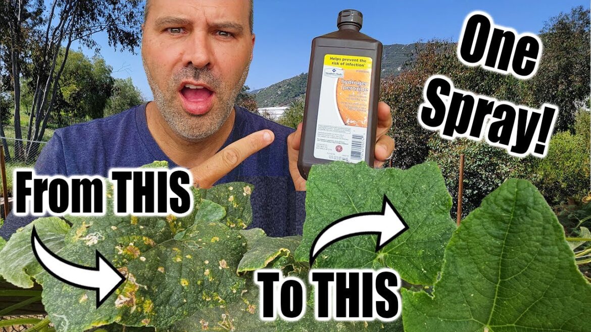 California Garden TV: 6 Benefits of Hydrogen Peroxide on Plants in the Garden 6 Benefits of Hydrogen Peroxide on Plants in the Garden