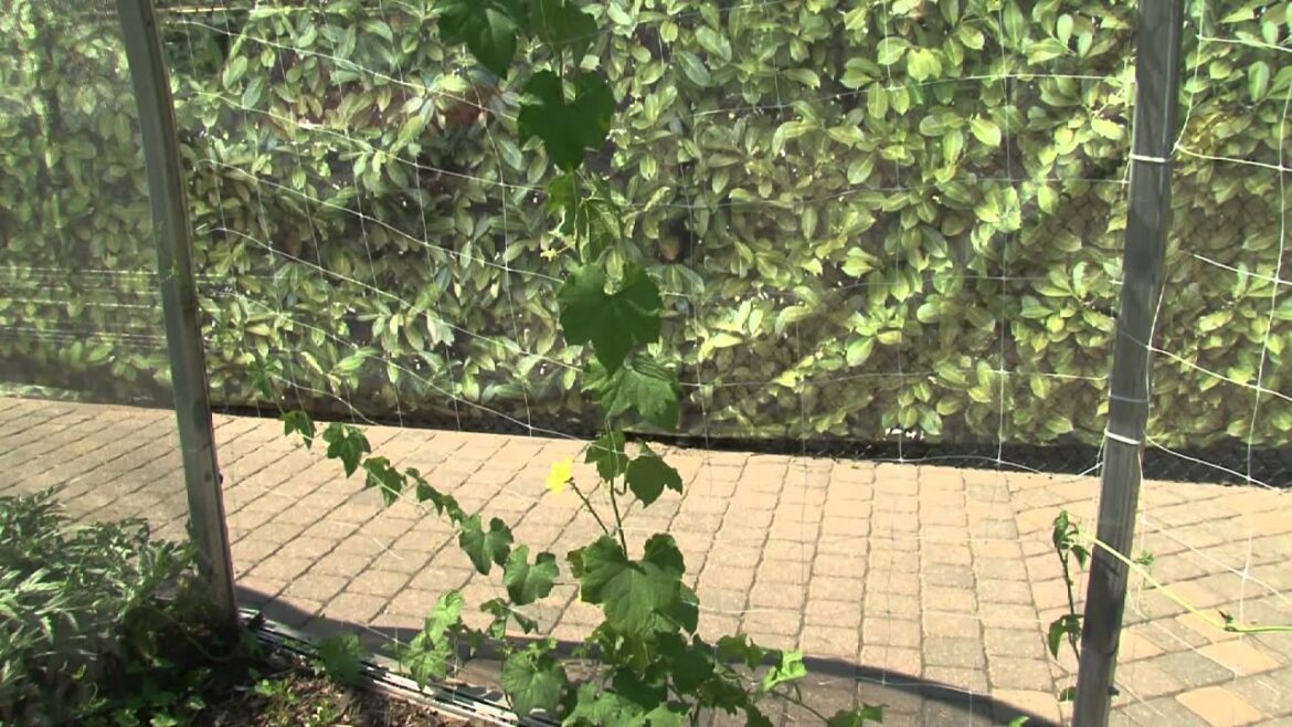 Chipotle Edible Gardens at Como Park Zoo and Conservatory