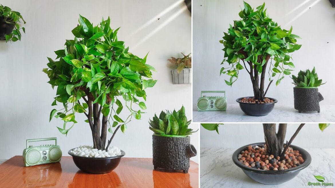 Money Plant Makeover From Vine to Tree Style-Money Plant Tree | Money Plant Decoration//GREEN PLANTS Money Plant Makeover From Vine to Tree Style-Money Plant Tree | Money Plant Decoration//GREEN PLANTS