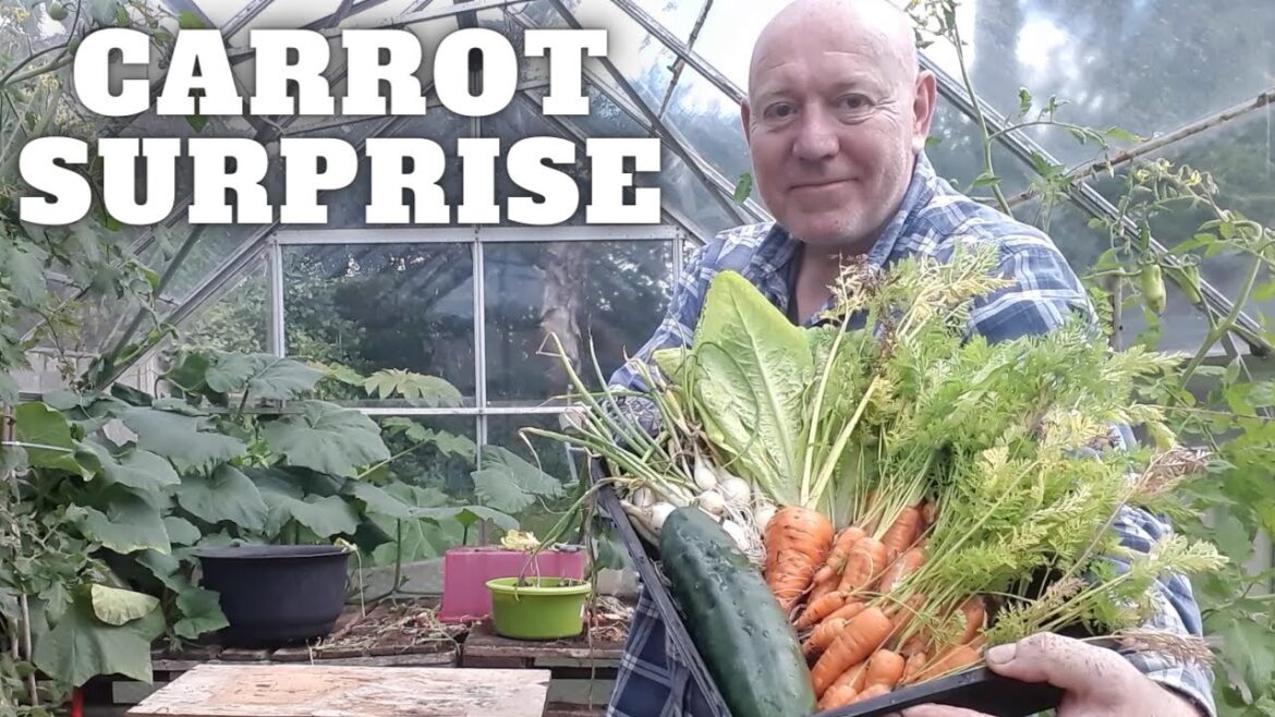 Carrot Surprise [Gardening Allotment UK] [Grow Vegetables At Home ]