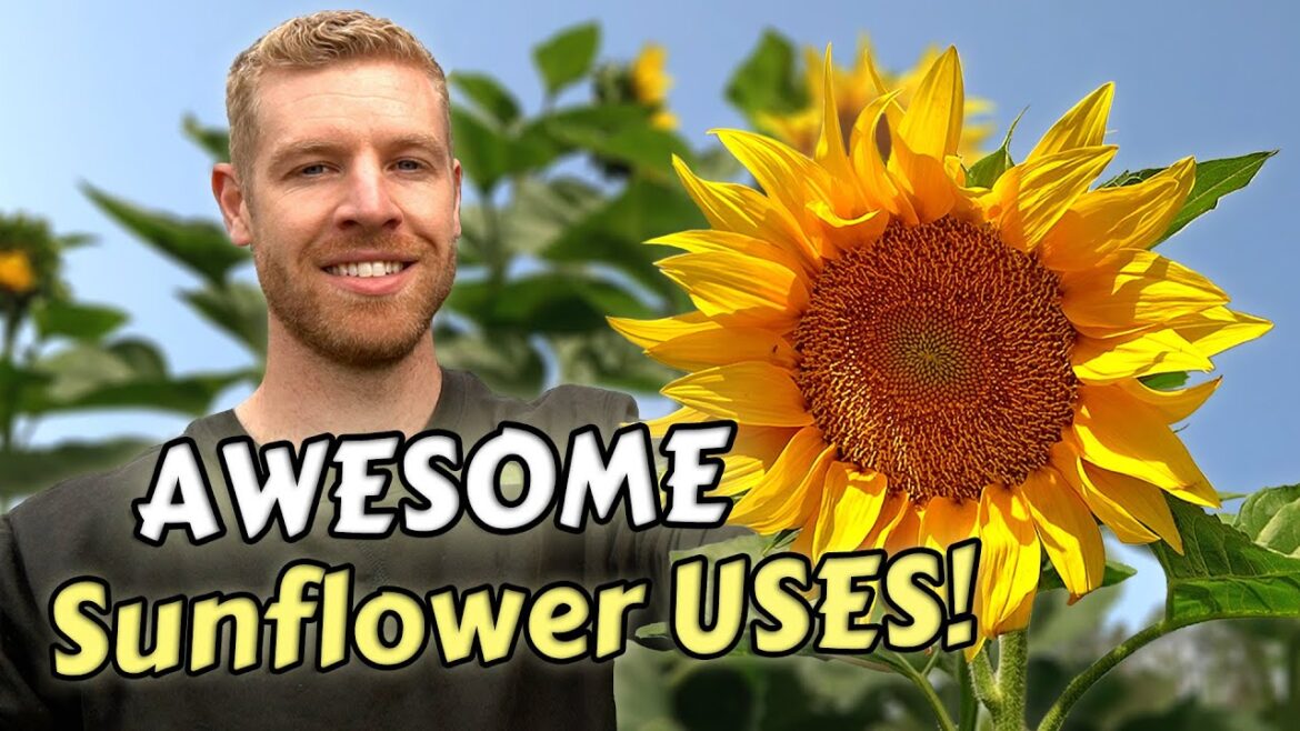 7 Ways To Eat & Use Sunflowers That Will Surprise You! 7 Ways To Eat & Use Sunflowers That Will Surprise You!