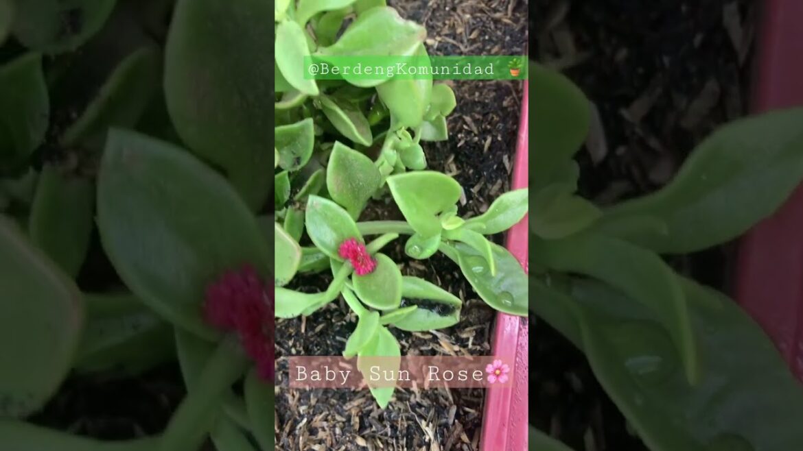 #Baby #Sun #Rose – #edible #flowering #plants 🪴🌸 you can grow in your #urban #garden 🪴🌱🌻 #Baby #Sun #Rose - #edible #flowering #plants 🪴🌸 you can grow in your #urban #garden 🪴🌱🌻