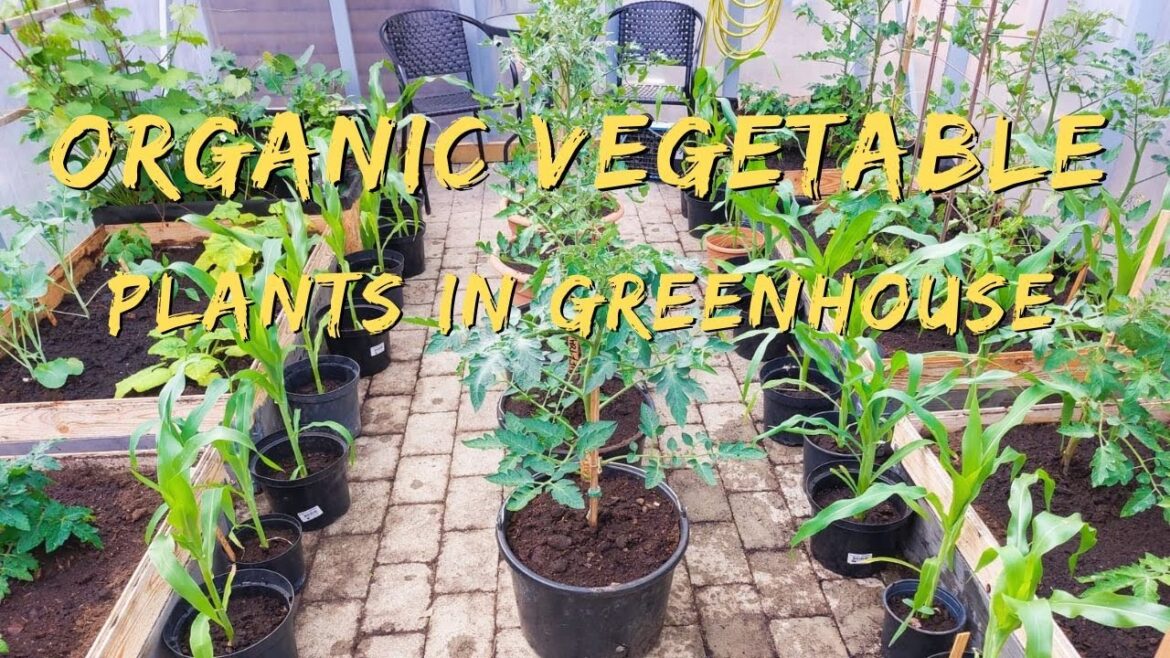 Planting Vegetable Plants in the Greenhouse 2022 | Gardening and prepper