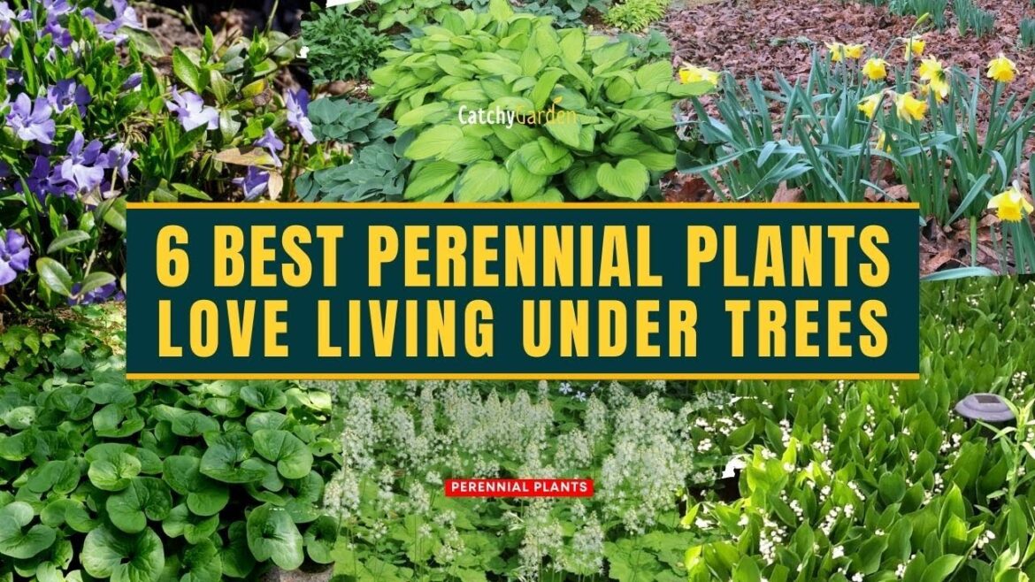 From Dull to Delightful: 6 Best Perennial Plants Actually Love Living Under Trees! 🌸🌳🌿🌷