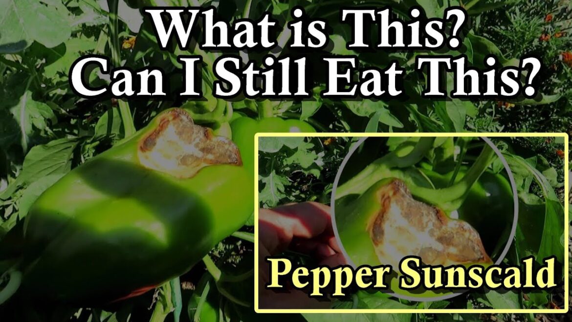 Gary Pilarchik: Can I Still Eat this Pepper? – This is Sun Damage called Pepper Sunscald Can I Still Eat this Pepper? - This is Sun Damage called Pepper Sunscald