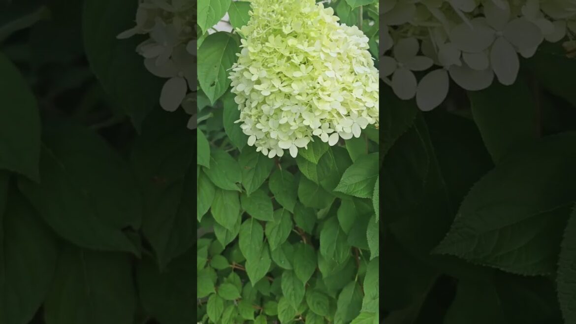 Summer Blooms |Outdoor Plants | Beautiful flowers