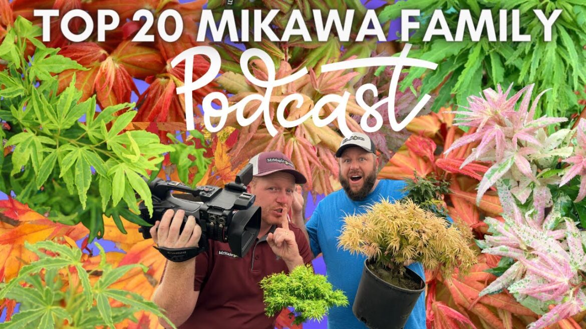 Top 20 Japanese Maples in the Mikawa Yatsubusa Family! | Dwarf Compact Maples with Bonsai Style Top 20 Japanese Maples in the Mikawa Yatsubusa Family! | Dwarf Compact Maples with Bonsai Style