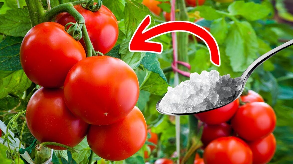 Garden Hacks: Boost Harvests with Just a Teaspoon!🍅
