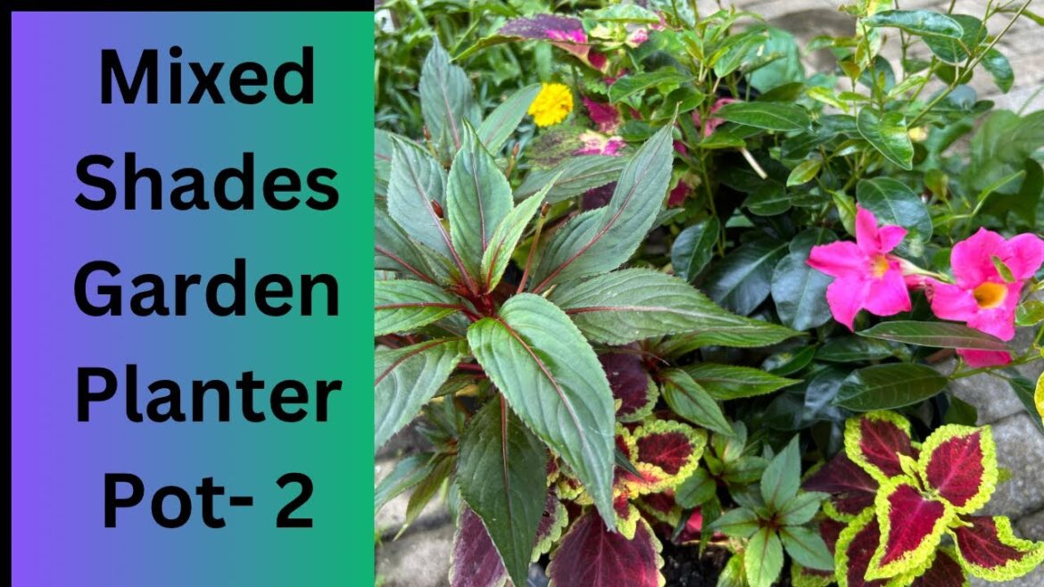 Simple Shade Planter 2 |Shade Garden Planter | Make a Container of different color of Shades I