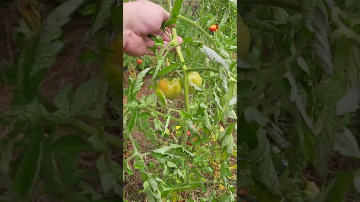 Contre le #mildiou, aidez vos tomates à sécher plus vite 🌬️ Contre le #mildiou, aidez vos tomates à sécher plus vite 🌬️