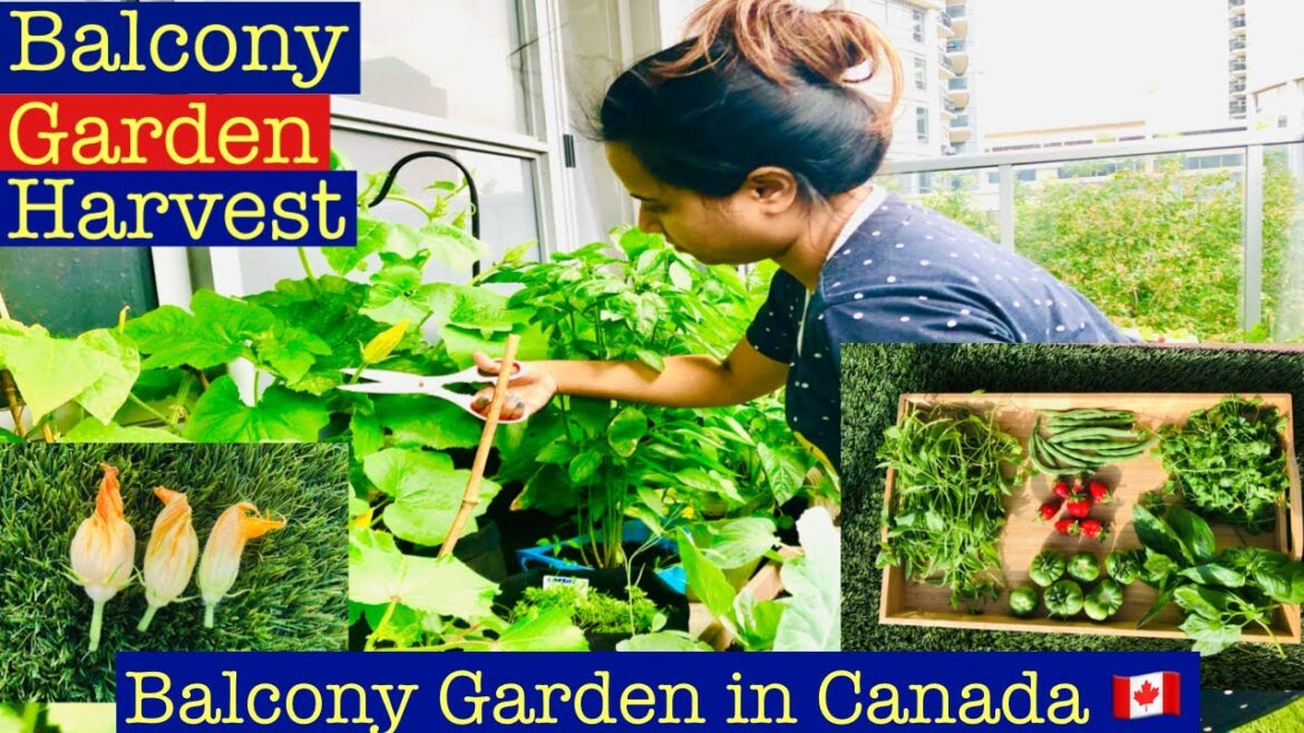 Garden Harvest 2021 | Canada Balcony Garden | Small Space Kitchen Garden | Vegetable Garden Harvest Garden Harvest 2021 | Canada Balcony Garden | Small Space Kitchen Garden | Vegetable Garden Harvest
