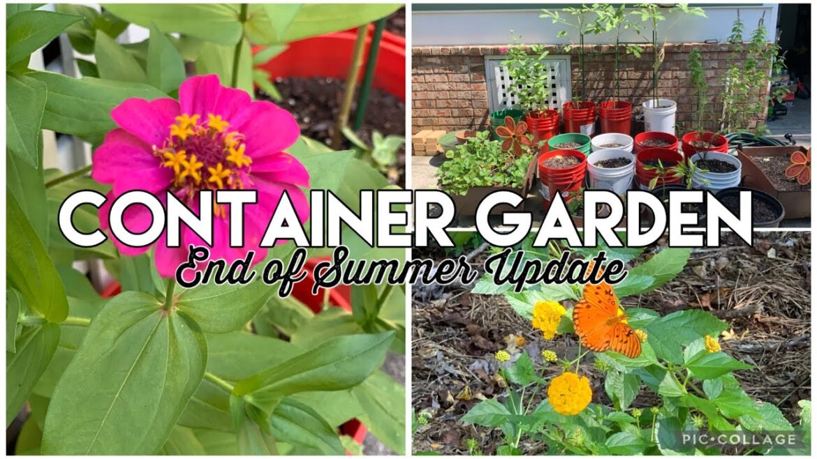 Container Garden | End of Summer Update