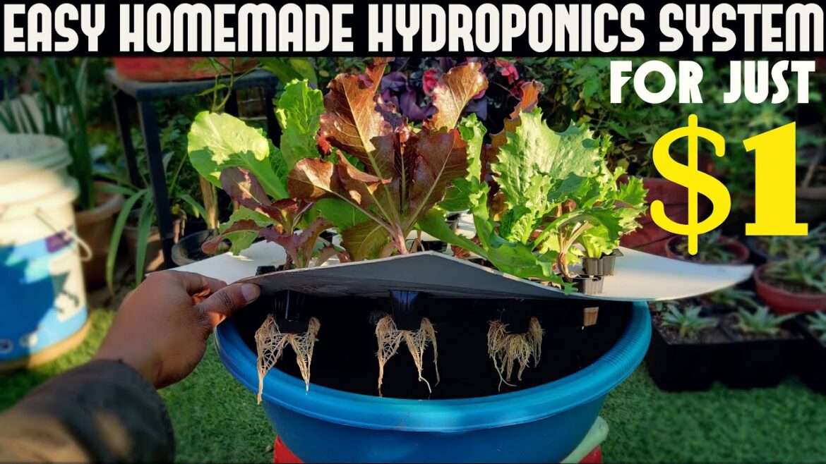 Cheapest Hydroponic System For Everyone | Under $1/100 Rs Cheapest Hydroponic System For Everyone | Under $1/100 Rs