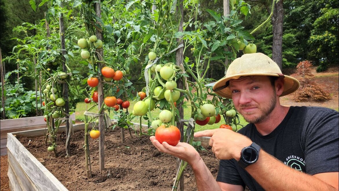 7 Mistakes to AVOID When Growing Tomatoes |Are You Guilty of These?|