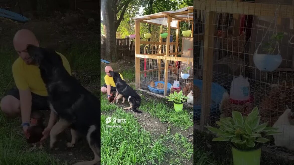 Can Chickens & Wolves Can Get Along