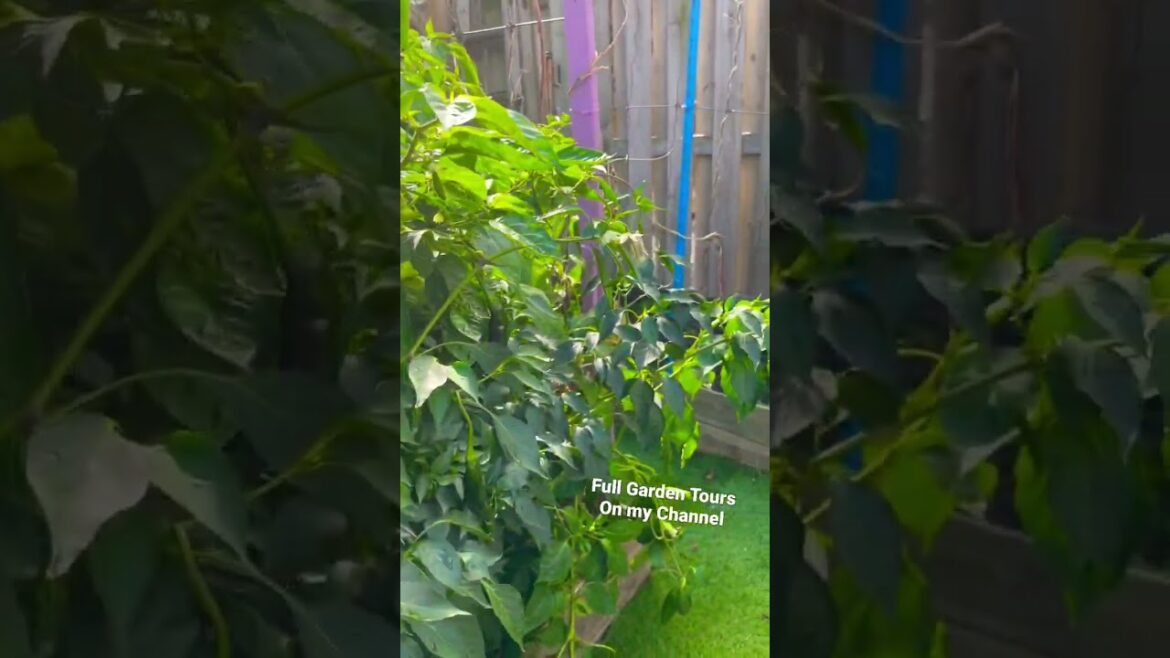 🍂Autumn Garden Tour🍂 #gardentour #gardeningtips #gardening