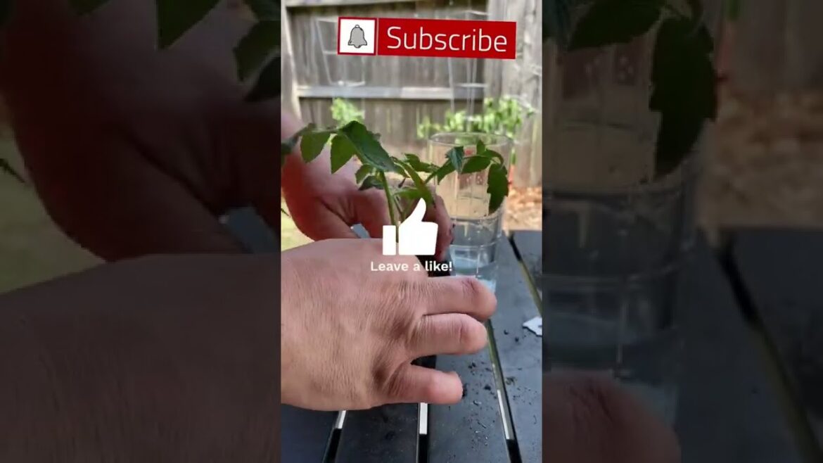 Grow More Tomatoes (Gardening Tip) Grow More Tomatoes (Gardening Tip)