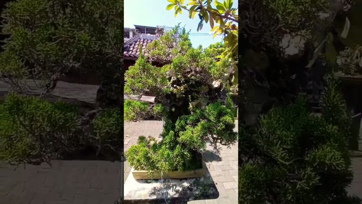 very nice evergreen bonsai