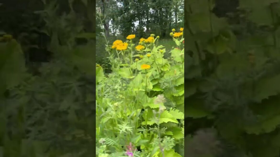 Ahlman Garden - Come with Me