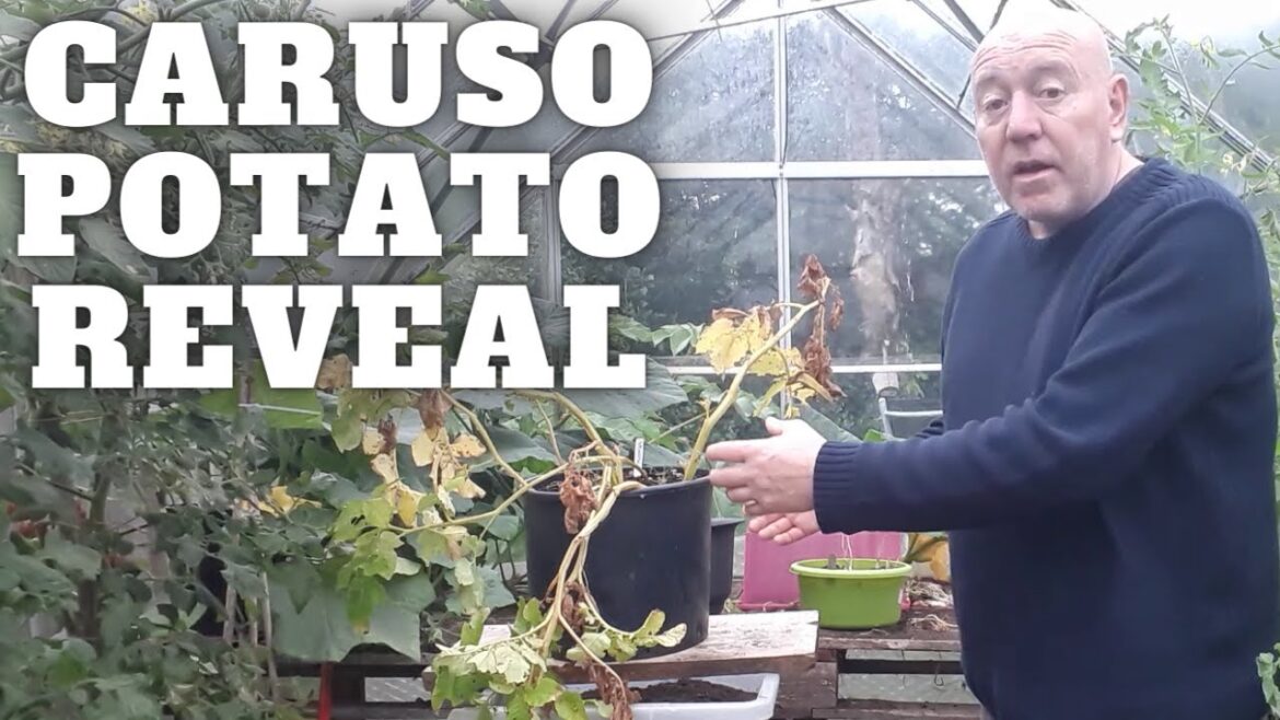 Caruso Potato Reveal [Gardening Allotment UK] [Grow Vegetables At Home ]