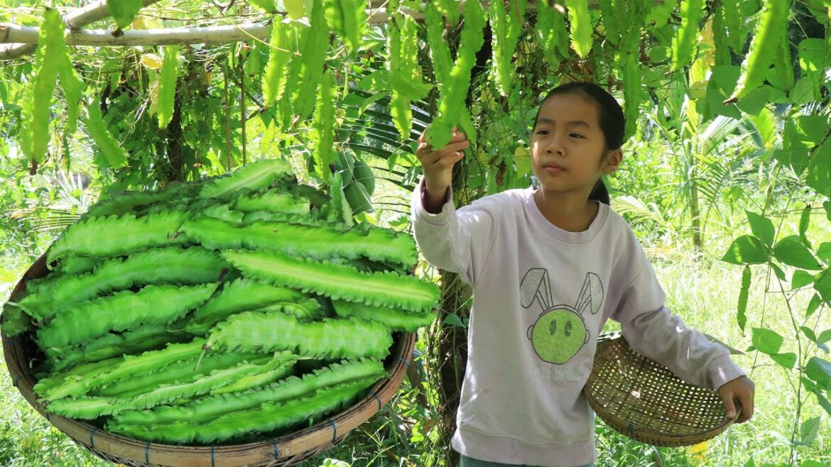 Smart girl Pich harvest Grandma’s Winged beans for cooking – Cooking with Sreypich Smart girl Pich harvest Grandma's Winged beans for cooking - Cooking with Sreypich