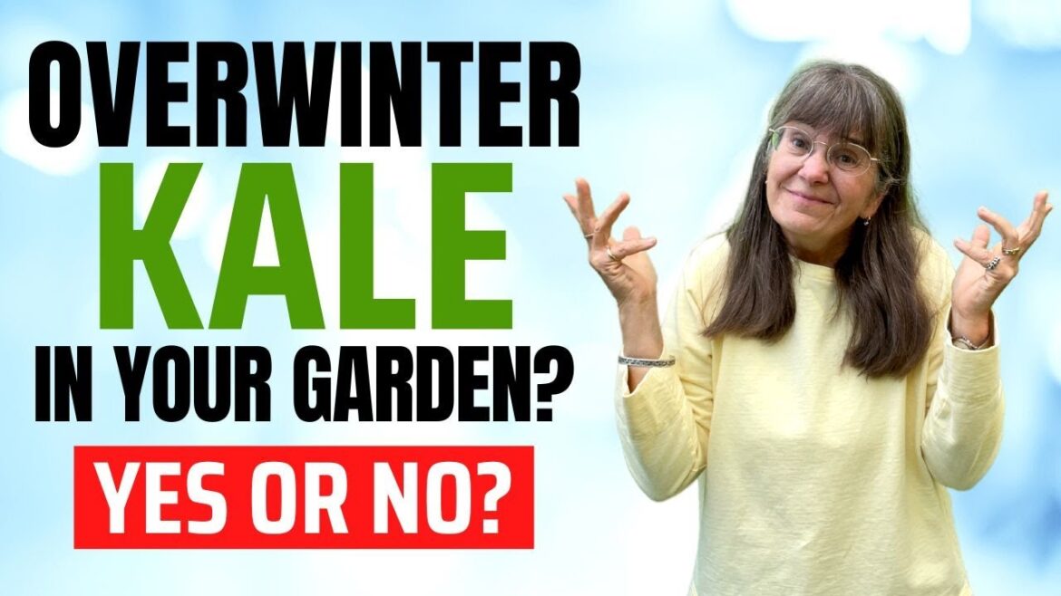 Vegetable Gardening: Is Growing Kale Over The Winter Good Or Bad? Vegetable Gardening: Is Growing Kale Over The Winter Good Or Bad?