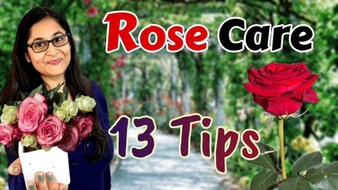 🔴🌹ROSE PLANT CARE, GROWING TIPS, SAVE ROSE PLANT / GULAB KI CARE / गुलाब की देखभाल #rose #roseplant 🔴🌹ROSE PLANT CARE, GROWING TIPS, SAVE ROSE PLANT / GULAB KI CARE / गुलाब की देखभाल #rose #roseplant