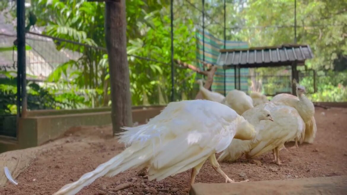 Zoological Garden/What a beauty/Birds/Sri Lanka/