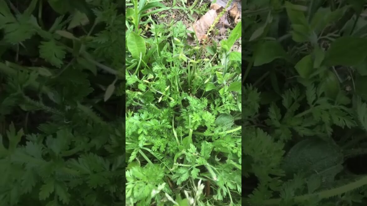 Wild Carrot Nutrition #Shorts  Wild Carrot Nutrition #Shorts 