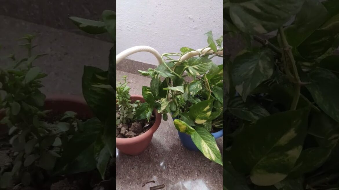 Planters's tips | Gardening tips #Shorts #Gardening