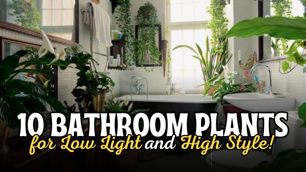 10 Bathroom Plants for Low Light and High Style! ππ± High Humidity Plants π 10 Bathroom Plants for Low Light and High Style! ππ± High Humidity Plants π