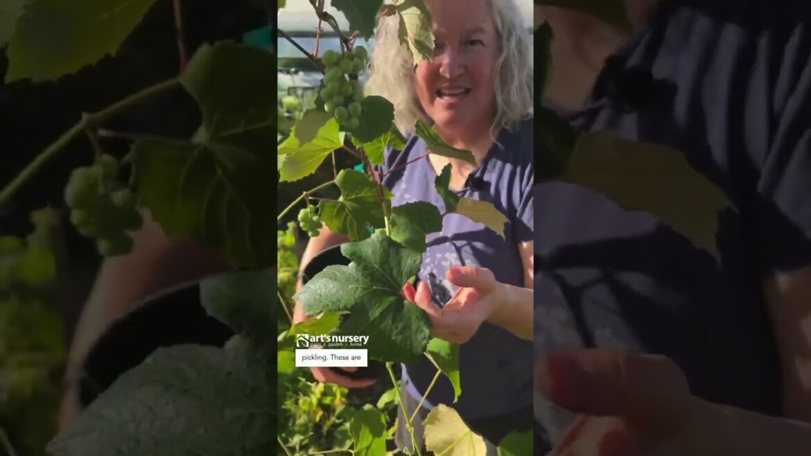 What You Need To Know About Growing Grape Vines