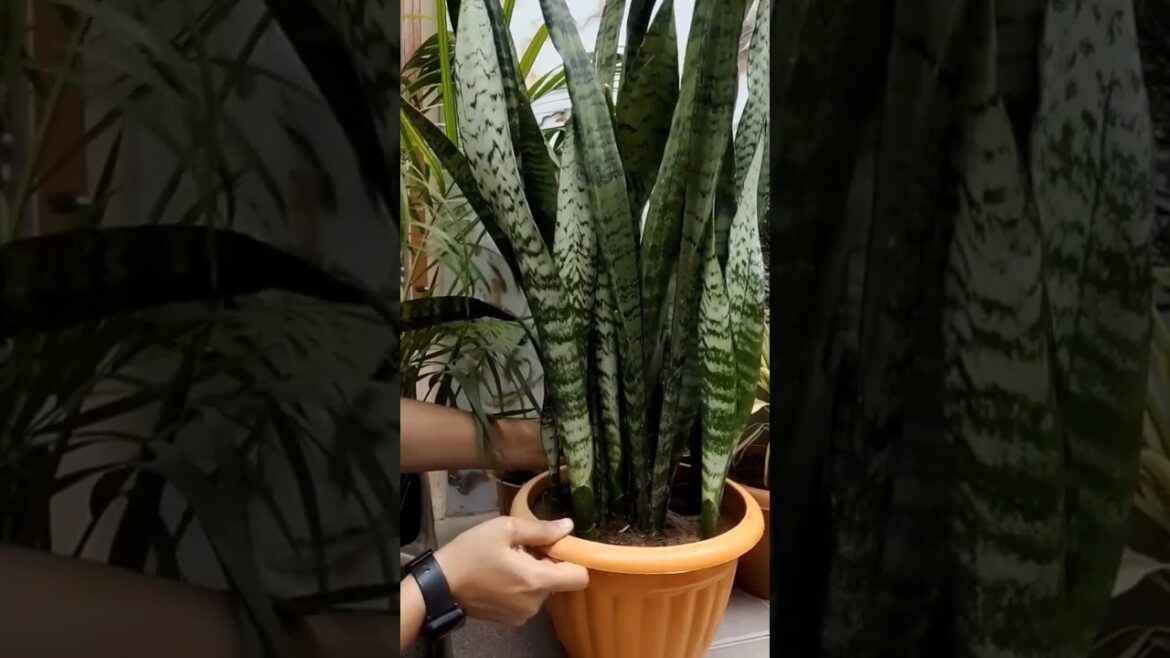 🌱 Gardening Tips for beginners |  🐍 Snake Plant Care |🍃 गार्डनिंग की शुरुआत किस पौधे से करें ।🌿