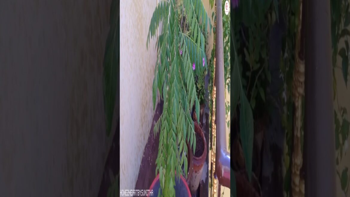 Curry Leaves Plant #shortsvideo #curry #shorts #leaves #short #plants #garden #gardening Curry Leaves Plant #shortsvideo #curry #shorts #leaves #short #plants #garden #gardening