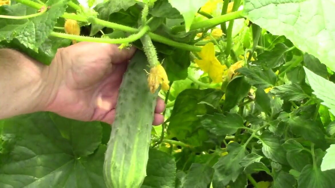 The gardens August 19, 2023
