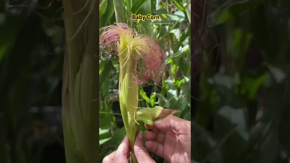 Baby Corn Pink Silk ๐ฝ ๐ #shorts #satisfying #fruitcutting #food #oddlysatisfying #easy #corn Baby Corn Pink Silk ๐ฝ ๐ #shorts #satisfying #fruitcutting #food #oddlysatisfying #easy #corn