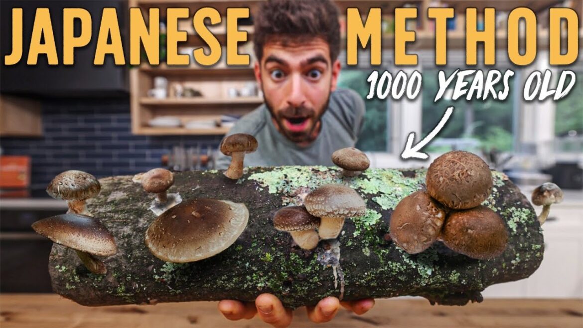 How I’m Growing my own Shiitake Mushrooms How I'm Growing my own Shiitake Mushrooms