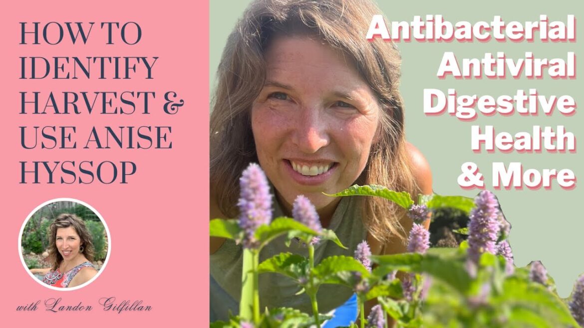 How to Identify, Harvest & Use ANISE HYSSOP (Agastache foeniculum) | Medicinal Herb Garden Series How to Identify, Harvest & Use ANISE HYSSOP (Agastache foeniculum) | Medicinal Herb Garden Series