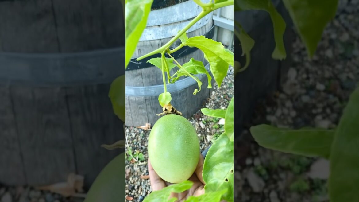 Passion fruits growing in a container #garden #nature #fruittrees #trending #shorts