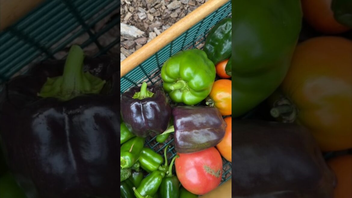 #HARVEST WITH ME #TOMATOES & #PEPPERS | August 14, 2023 | Connecticut #Garden