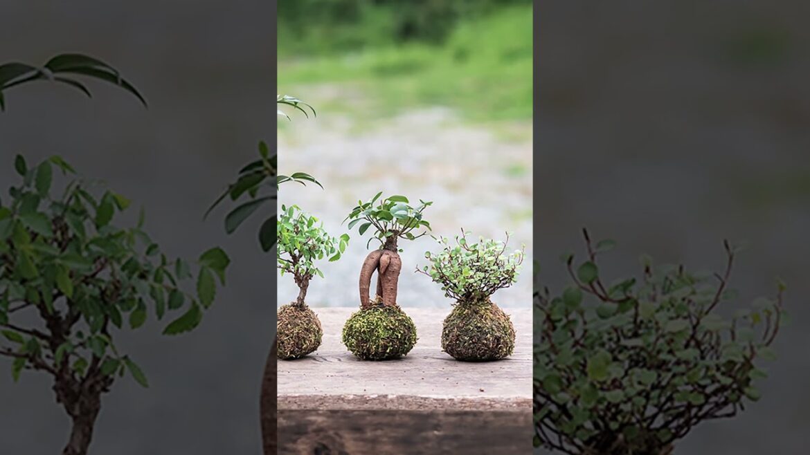 Japanese Art & Gardening – Kokedama Japanese Art & Gardening - Kokedama