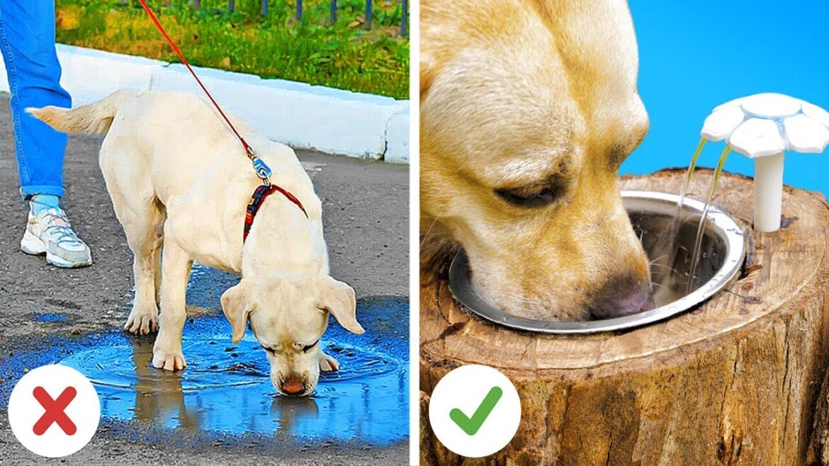 Incredible Crafts For Pet Owners