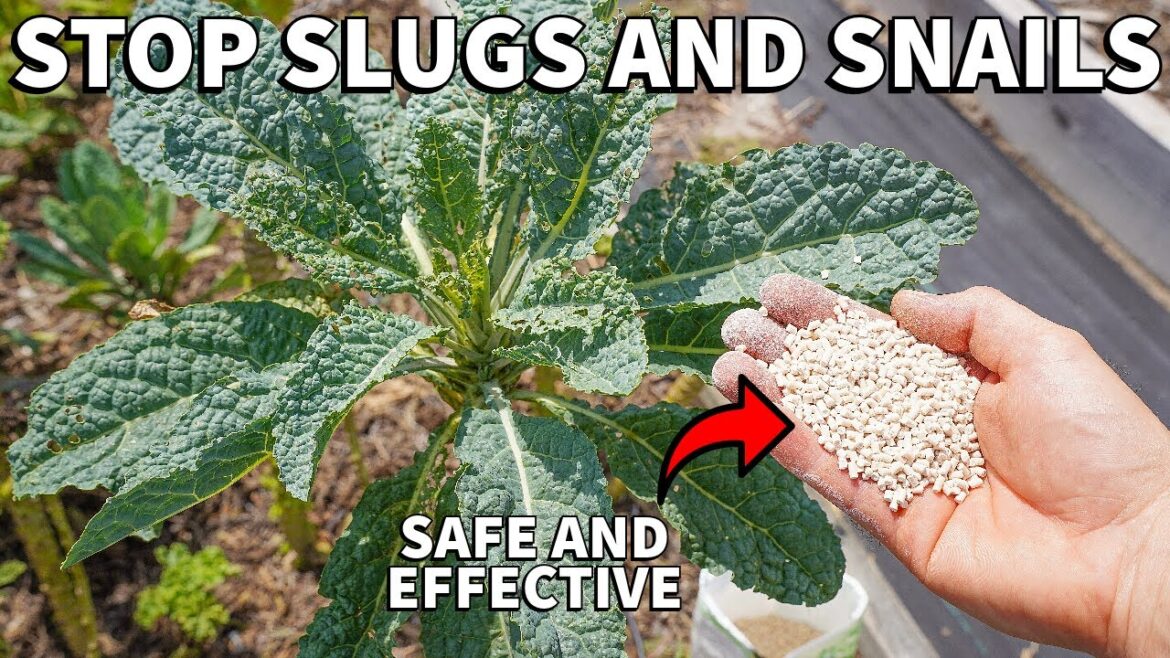 How To Kill SLUGS and SNAILS SAFELY With Iron Phosphate Bait How To Kill SLUGS and SNAILS SAFELY With Iron Phosphate Bait
