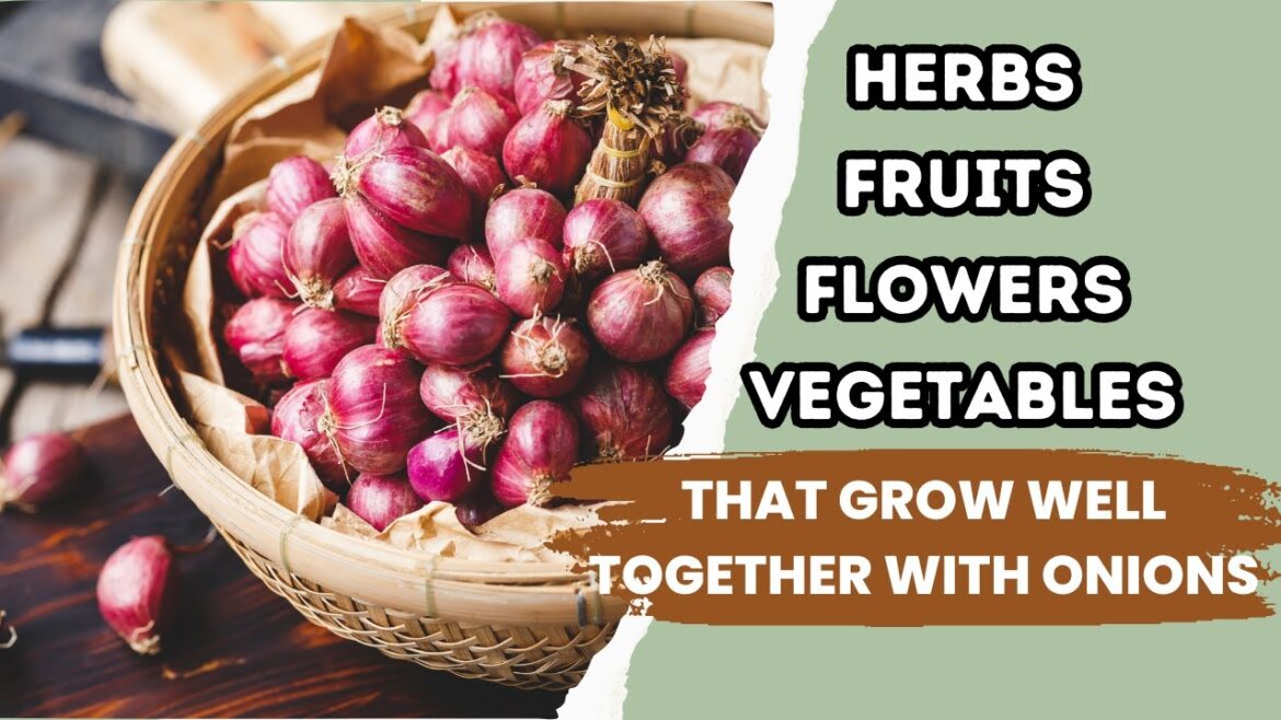 Best Onion Companion Plants | Companion Planting | Vegetable Gardening Best Onion Companion Plants | Companion Planting | Vegetable Gardening